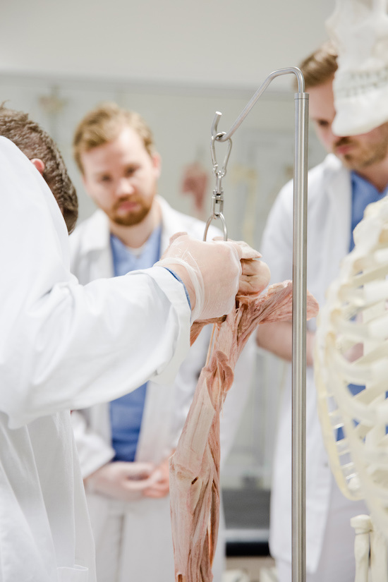 Detaljbilde av anatomiske preparater.