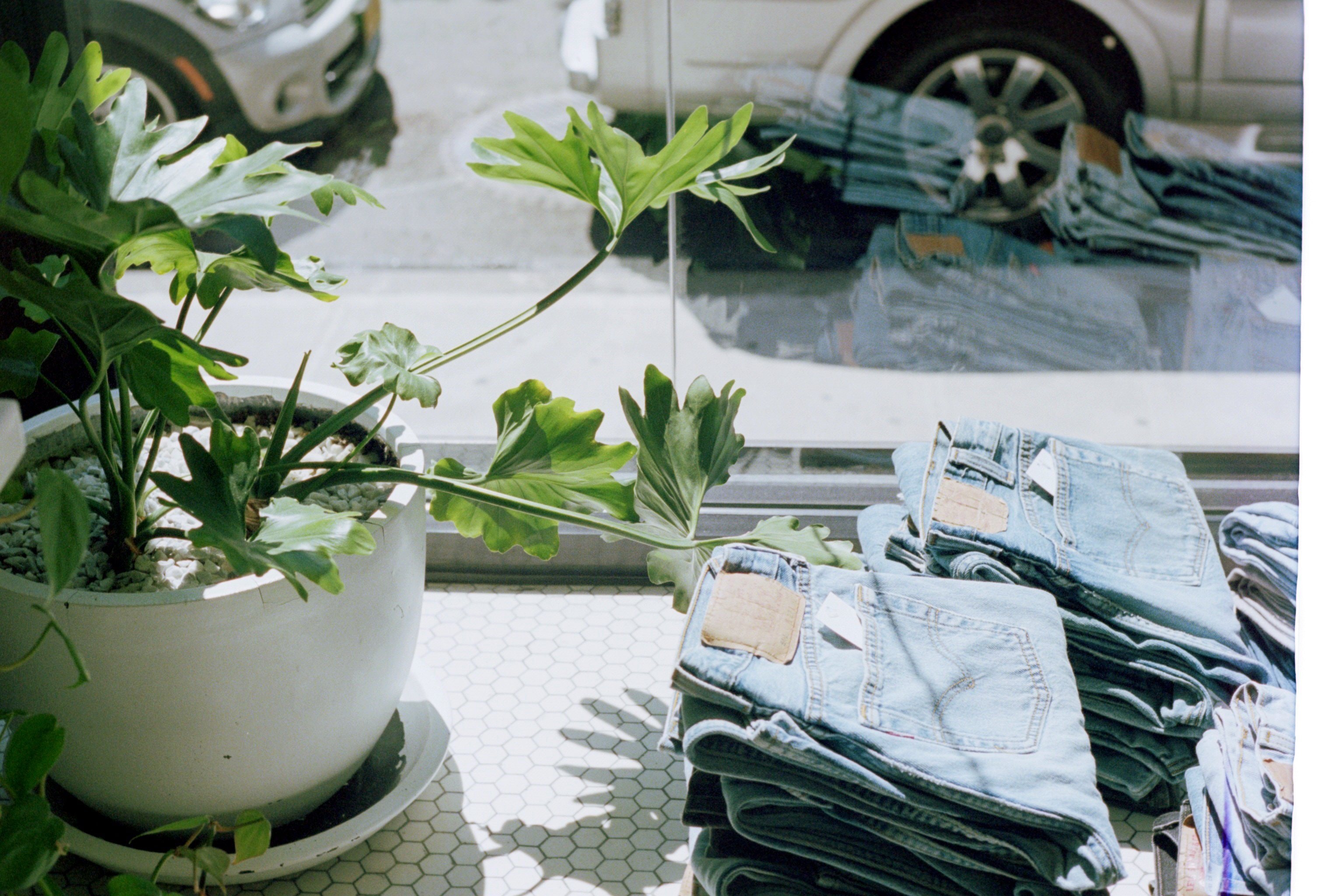 Grønn plante i potte og jeansbukser i vinduskarm