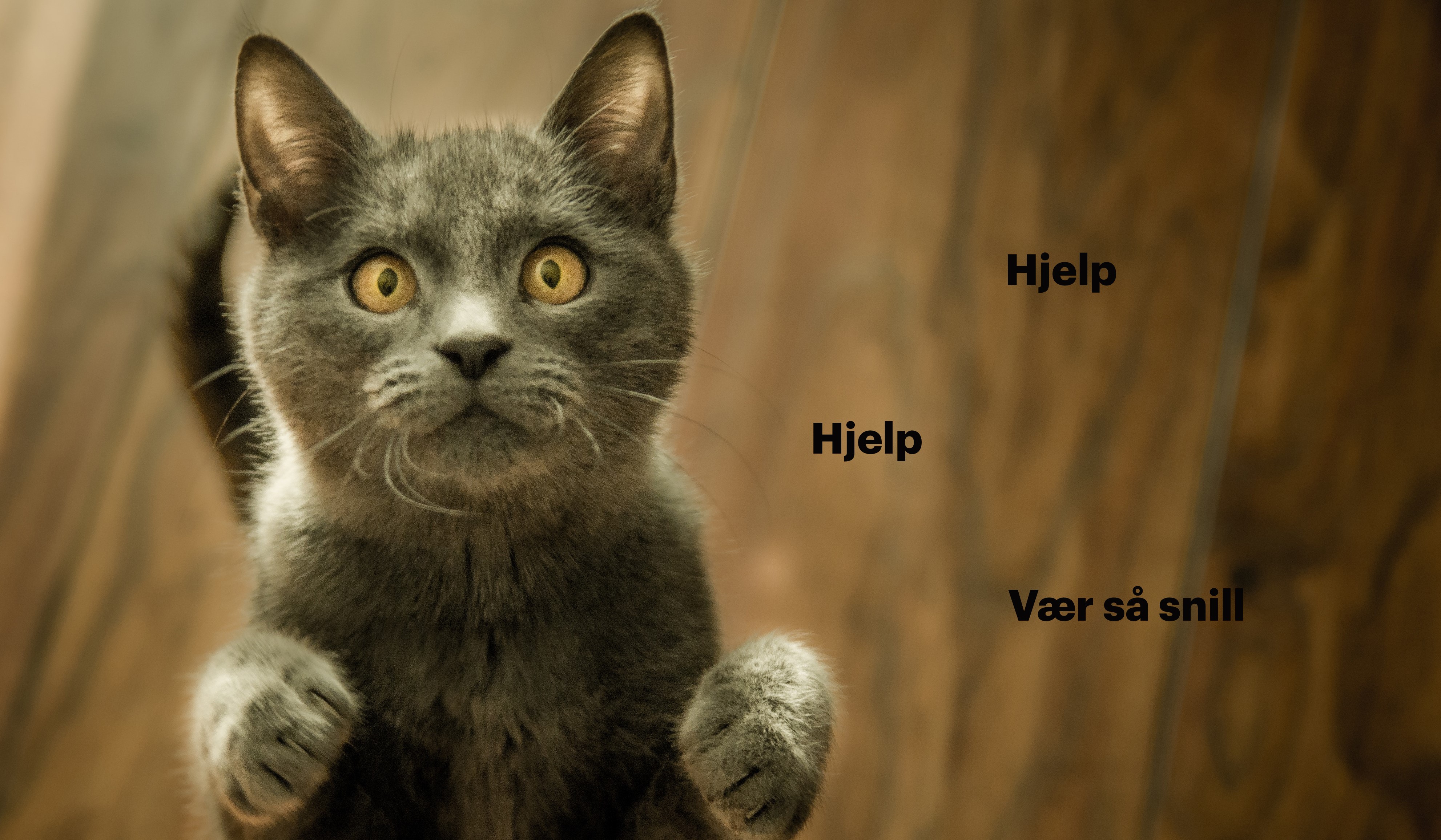 Bilde av en katt som ser fortvilet ut. På bildet står det: Hjelp, hjelp - vær så snill!