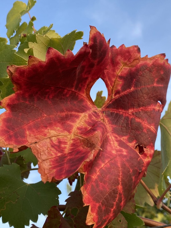 Nærstudie av et blad fra en vinranke i sterke høstfarger.