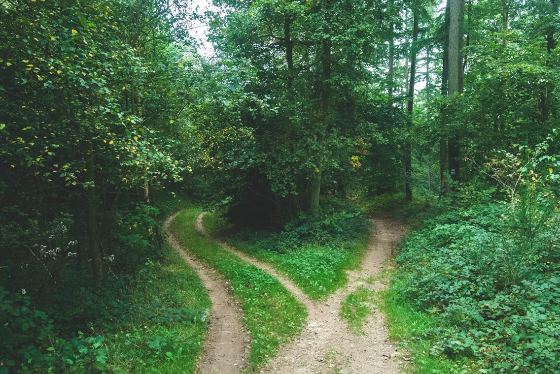 Photo of a forest path fork.