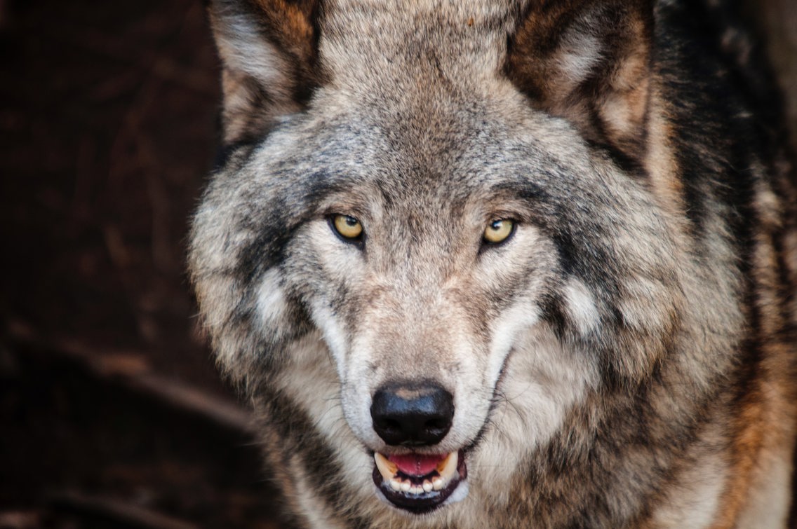 Nærbilde av ulv med åpen munn og blikket i kameraet