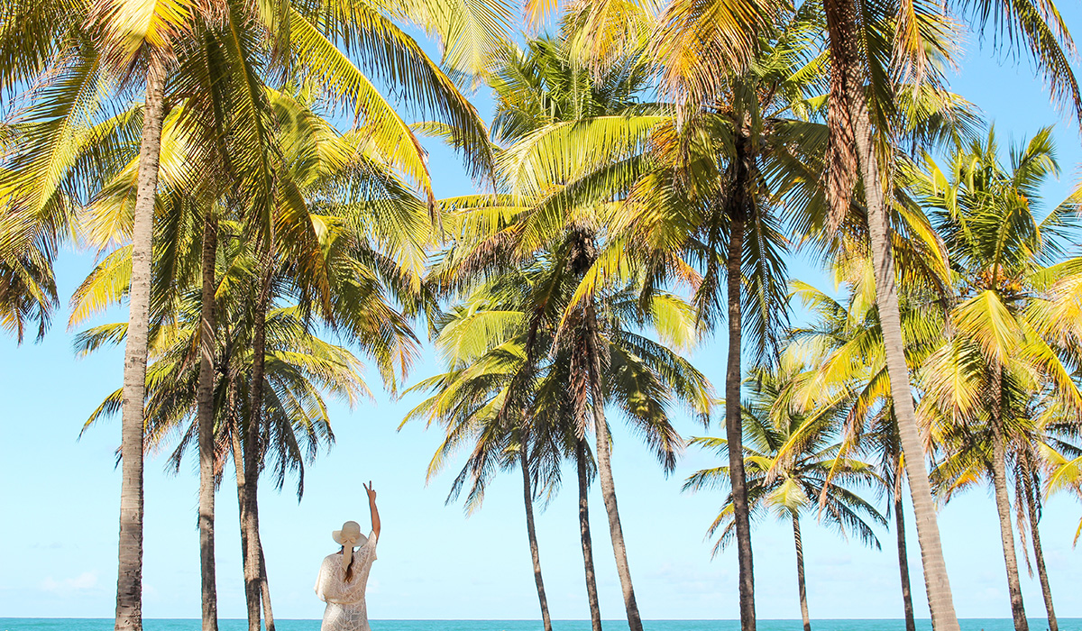 Bildet viser masse palmer som står rett ved havet. Palmene er store og grønne og himmelen er knallblå.