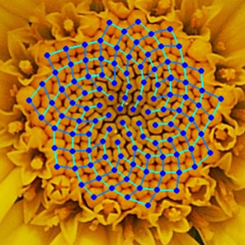 En blomst som viser samme struktur som fibonacci