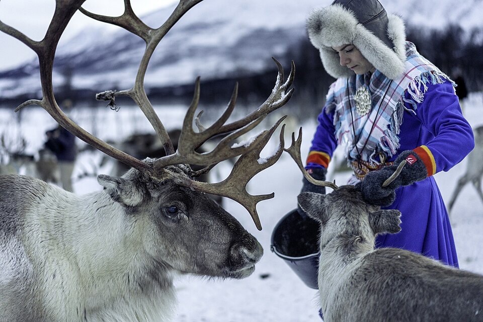 En samisk kvinne mater to reinsdyr