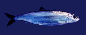 Vi er blitt fiskeblinde