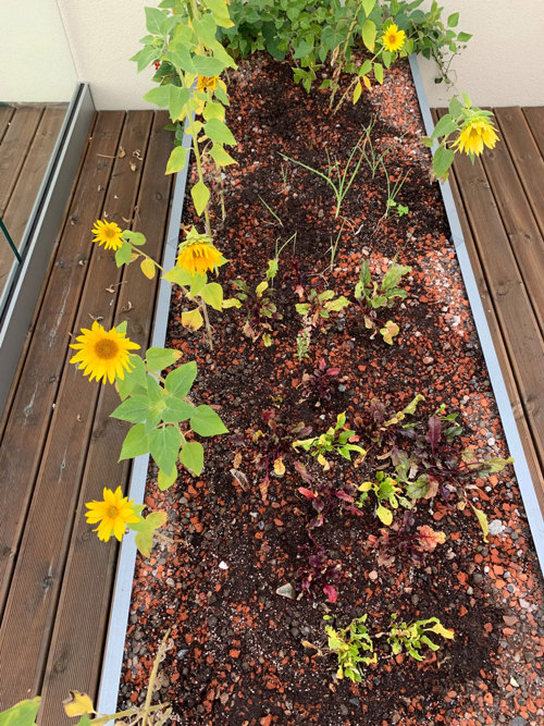 Solsikker i en blomsterkasse.