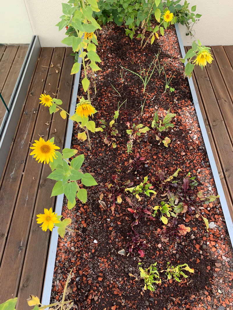 Solsikker i en blomsterkasse.