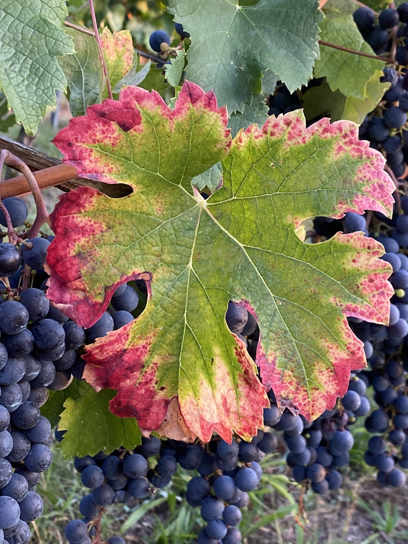 Nærbilde av et stort vinblad og flere drueklaser som henger bak.