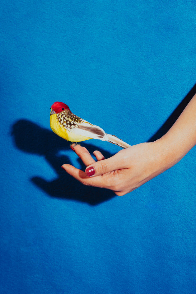 Fugl som står i en hånd. 