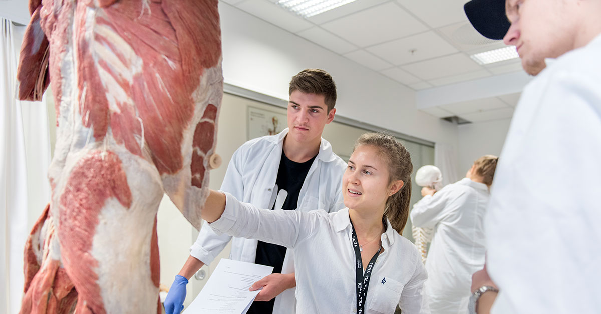 Tre studenter i hvite frakker studerer anatomiske preparater.