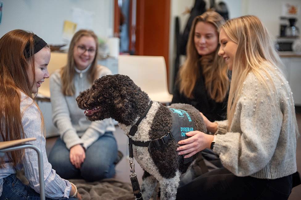 Foto av unge kvinner med en hund.