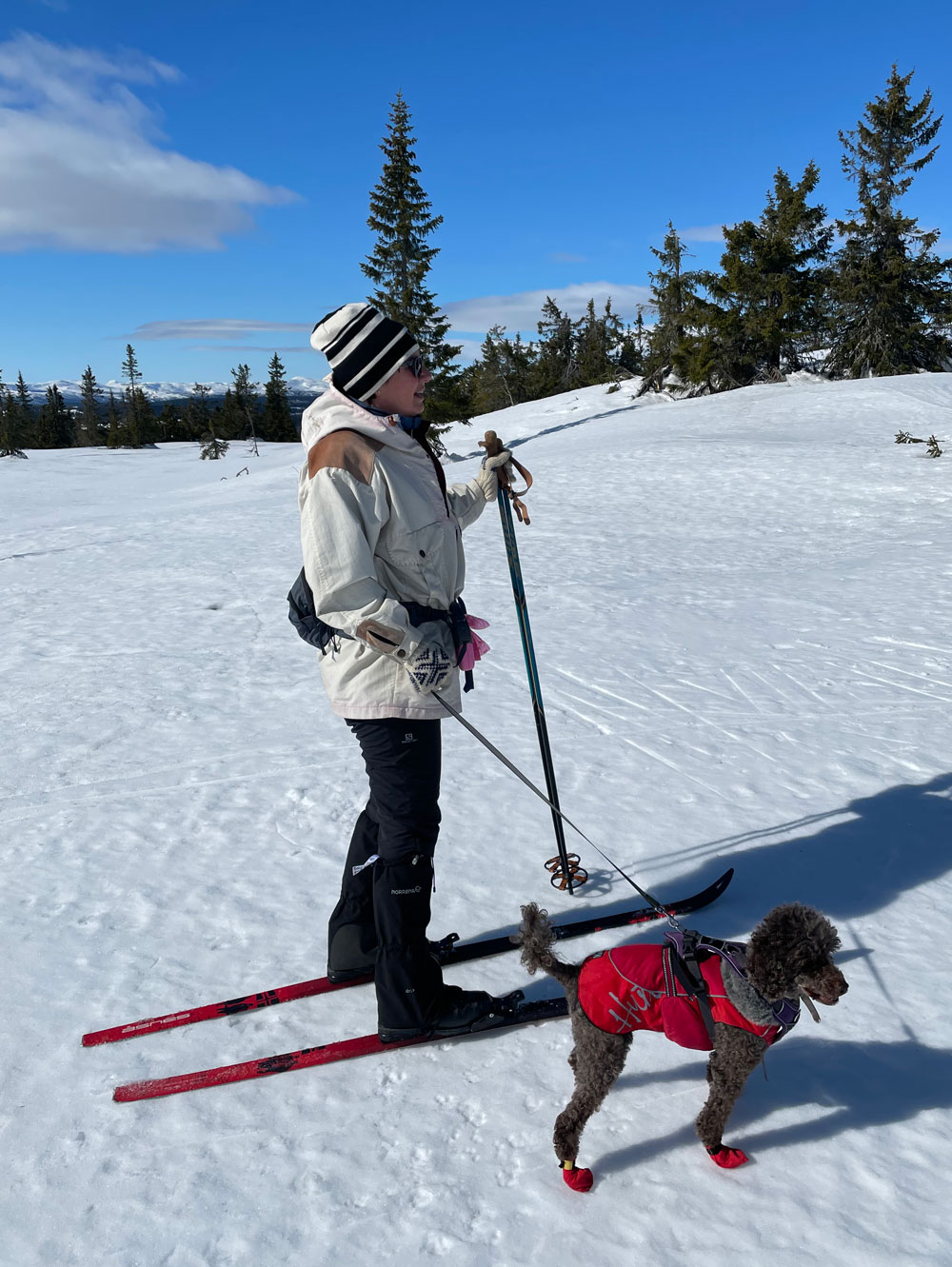 Dame på ski med hund.