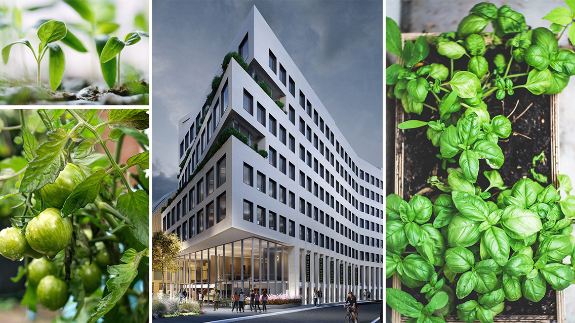 Fotomontasje av undervisningsbygg i Urtegata og bilder av urban dyrking, tomater og urter.